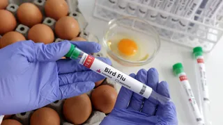 Are We Close To Another Pandemic? First Severe Human Case Of Bird Flu In US Shows 'Concerning' Mutation