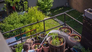Bihar Govt Announces Rooftop Gardening Scheme With Subsidies For Urban Residents; Check Details