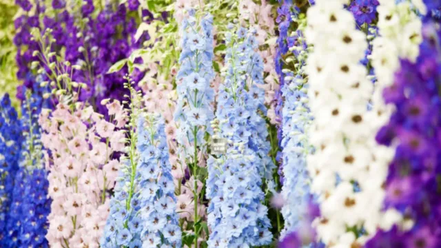 chennai-semmozhi-poonga-to-host-second-flower-show-with-3-million-blooms-from-jan-2
