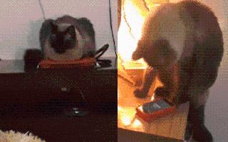 viral-video-cat-reaction-to-alarm-interrupting-its-nap-is-too-adorable-to-miss-watch