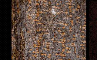 test-your-survival-instincts-spot-the-spider-in-under-10-seconds-optical-illusion