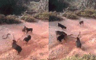 pack-of-dogs-go-wild-on-king-cobra-viral-video-of-snake-vs-dog-showdown-leaves-internet-intrigued