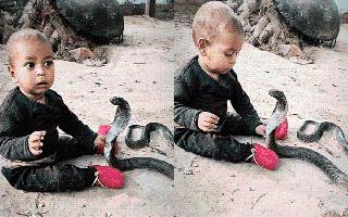 Viral Video Of Toddler Playing With King Cobra Triggers Panicked Internet Reactions | WATCH