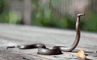 King Cobra vs Cobra: How These Two Dangerous Snakes Different