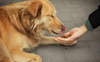 feeding-a-stray-dog-can-change-your-destiny-check-5-benefits-of-feeding-dogs-astrology