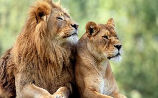 calcutta-hc-directs-west-bengal-govt-to-rename-lioness-sita-asks-why-create-controversy