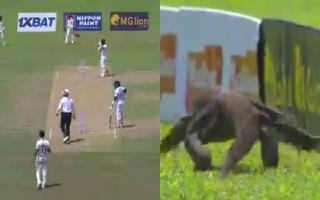 sl-vs-afg-oneoff-test-monitor-lizard-forces-interruption-during-sri-lankas-first-innings-on-second-day-watch