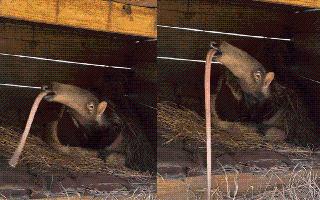 Video Of Anteater Yawning With Weirdly Long Tongue Goes Viral; Netizens Add It To Their Experience Of ‘Firsts’