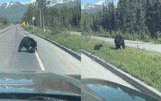 Bear Crosses Road With Cub Displaying Typical ‘Frustrated Mother Behaviour’; Internet Finds It Relatable | Viral Video