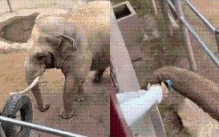 Elephant Gives Back Toddler's Shoe Fallen In Captivity; Wholesome Gesture Melts The Internet | Viral Video