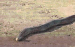 viral-video-15-foot-snake-at-kaziranga-national-park-leaves-internet-terrified-netizens-ask-for-yoink-man-watch