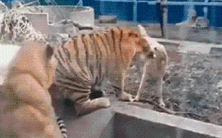 Dog Stops Tiger From Bullying A Lion In Zoo; Viral Video Leaves Internet Confused Over ‘Family’ Dynamics