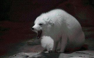 top-10-most-unfaithful-animals-in-the-world-lions-to-black-swans