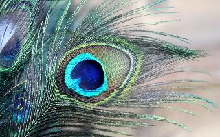 7-ways-peacock-feathers-can-help-you-achieve-success-vastu-tips