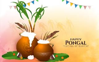 Pongal 2024: Date, Time, Significance And Everything You Need To Know About This Tamil Festival