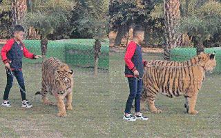 viral-video-young-boy-walks-chained-tiger-like-pet-no-one-saw-coming-what-the-tiger-did-next