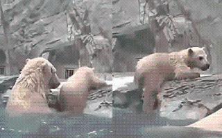 Viral Video: Mother Bear Turns Into Hero; Saves Drowning Baby Bear