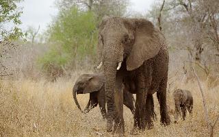 Odisha Tops List As 149 Persons Killed In Human-Elephant Conflict Last Year; 1,701 Deaths Across India In Last Four Years