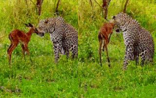 Viral Video Of Leopard ‘Caring’ For Baby Deer Leaves Internet Confused | What Do You Think Is Happening? WATCH