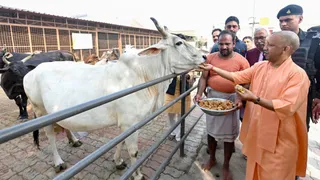 BJP MLA Alleges 50,000 Cows Slaughtered Daily Under Yogi Adityanath Govt, Seeks Action Against 'Corrupt' UP Officials