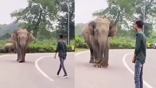 elephant-vs-man-identify-real-animal-in-viral-video