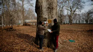 Kashmir's Chinar Trees Geo-Tagged With QR Codes To Aid Conservation Efforts In Valley