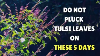 Plucking Tulsi Leaves On THESE 5 Days Might Bring Bad Luck; Know When And When Not To Pluck Tulsi