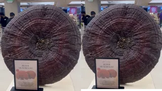 Hyderabad Store Stuns Shoppers With Rs 5 Lakh Mushroom: Here’s What Makes It So Valuable...