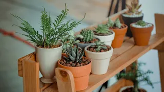 5 Low-Maintenance Plants That Don’t Need Sunlight To Thrive