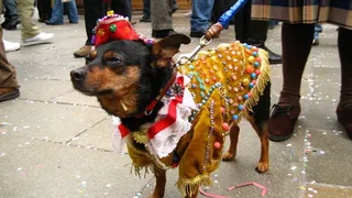 Noida Pet Roll Carnival 2025: Exciting Dog Show, Live Music And More | Check Date, Time, Venue, Other Details