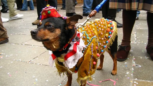 noida-pet-roll-carnival-2025-exciting-dog-show-live-music-and-more-check-date-time-venue-other-details