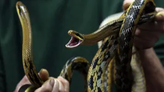 Would You Try Snake Meat? This $7 Soup Packs Protein, Low Fat, And A Shocking Flavor! DETAILS INSIDE