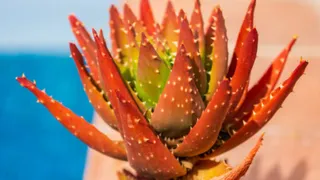 Why Red Aloe Vera Is Becoming The Ultimate Solution In Your Personal Care? Dermatologist Explains