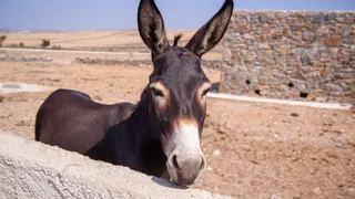 pakistan-at-least-16-people-killed-45-others-injured-after-van-hits-donkey-cart