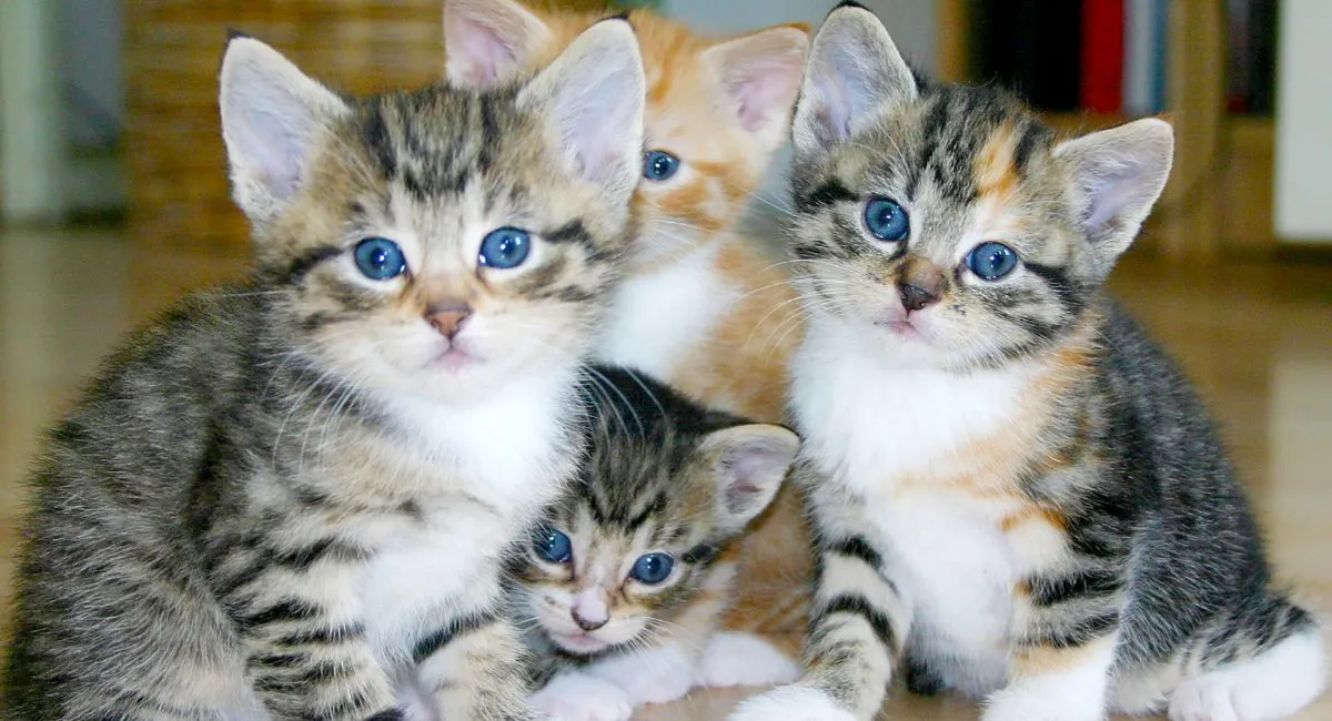 300 Cats Found Living In 3BHK Pune Apartment After Neighbours Flag Foul 300-cats-found-living-in-3bhk-pune-apartment-after-neighbours-flag-foul