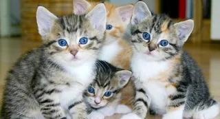 300 Cats Found Living In 3BHK Pune Apartment After Neighbours Flag Foul Smell; Here’s What Happened Next