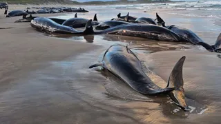 australia-to-euthanise-90-false-killer-whales-after-mass-stranding-in-tasmania-heres-why