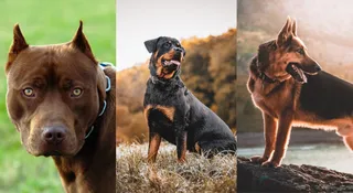 List Of Top 10 Most Dangerous Dogs In The World: Pit Bulls, German Shepherds And More