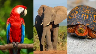 Top 10 Animals Who Live Longer Than Humans: Elephant, Blue Whale, Box Turtle And More
