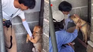 Man Falls For Clingy Stray Dog, Adopts And Takes It Home; Heartwarming Video Leaves Netizens In Tears