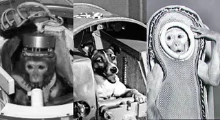 List Of 10 Animals That Have Been To Space: Monkeys, Dogs, Frogs And More