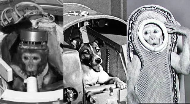 list-of-animals-that-have-been-to-space-monkeys-dogs-and-more