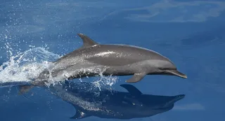 Cleanup Initiative Boosts Dolphin Population in Ganga; UP Govt Intensifies Efforts With 'Dolphin Friends'