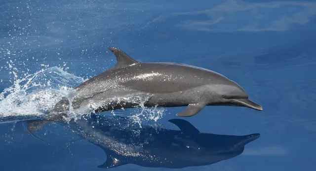 cleanup-initiative-boosts-dolphin-population-in-ganga-up-govt-intensifies-efforts-with-dolphin-friends