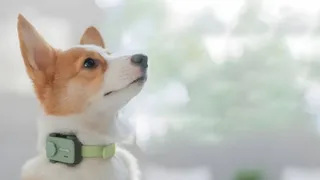Smartphones For Pets? This MWC 2025 Innovation Will Blow Your Mind! GlocalMe's PetPhone – A Step Into The Future