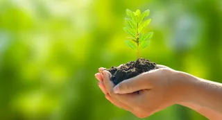 Delhi's Sri Venkateswara College Sets Up Vertical Gardens Using Recycled Bottles, Promotes Sustainability With Eco Walls