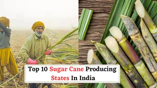 Top 10 Largest Sugar Cane Producing States In India: Uttar Pradesh, Maharastra And More