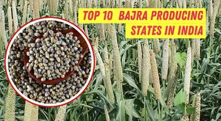 List Of Top 10 Bajra Producing States In India: Rajasthan, UP And More