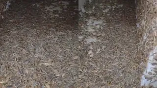 'Unbelievable Yet Insanely Valuable': Viral Video Of Scorpion Farms Fascinates Internet, Netizens Eager To Join