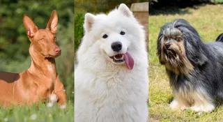 List Of Top 10 Costliest Dog Breeds In The World